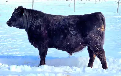 Bulls for sale, View more