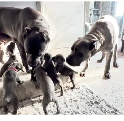 Cane Corso Puppies, View more