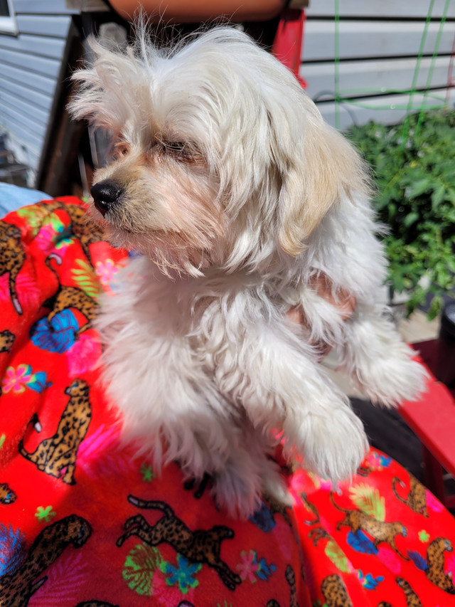 Maltese/Yorkie in Dogs & Puppies for Rehoming in Edmonton - Image 2