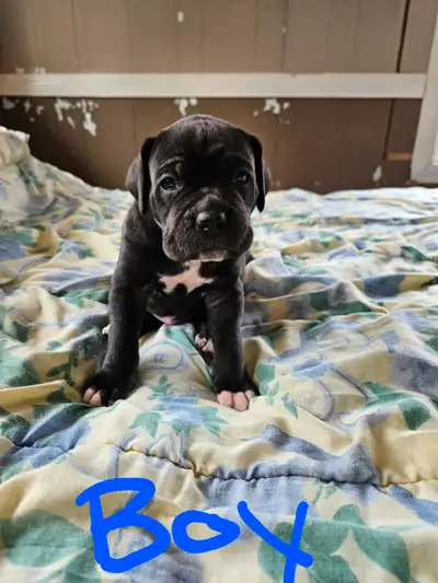 8- 3/4 Cane Corso 1/4 Boxer puppies for sale! Ready to go at 8 weeks (first week in june) with vet c...
