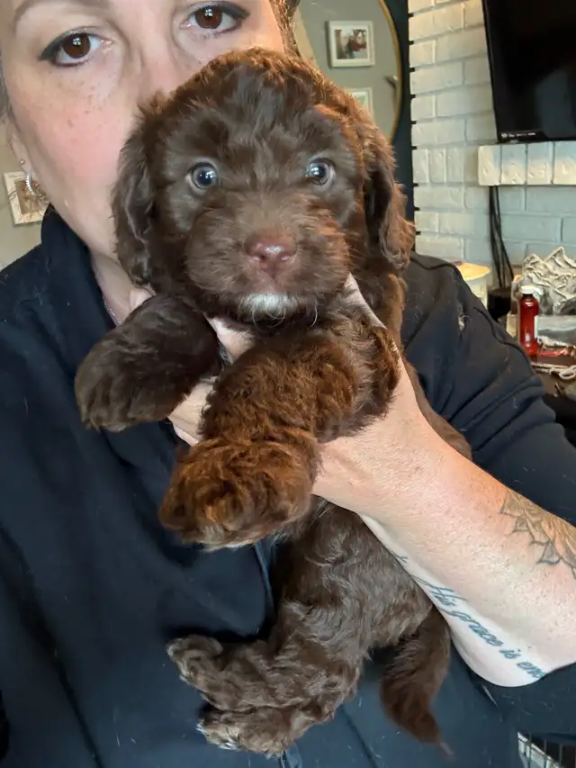 Mini sheepadoodles and mini aussiedoodles. in Dogs & Puppies for Rehoming in Edmonton - Image 5