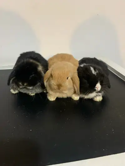 Trois magnifique lapereaux bélier hollandais/ bélier nain ce chercher une famille pour la vie. C’est...