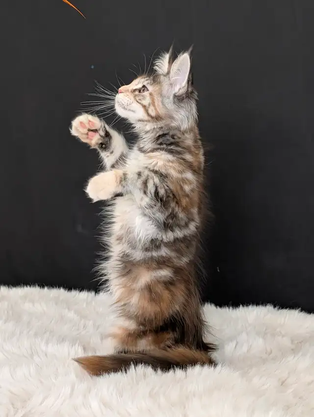 Maine coon Females from Champion parents in Cats & Kittens for Rehoming in North Shore - Image 5
