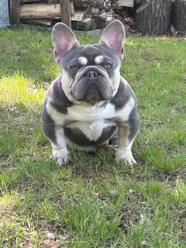 SOLD-waiting list available Gorgeous High Quality Fluffy Male in Dogs & Puppies for Rehoming in City of Toronto - Image 6