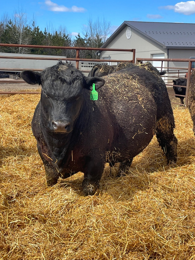 Yearling Angus bulls in Livestock in Renfrew - Image 3