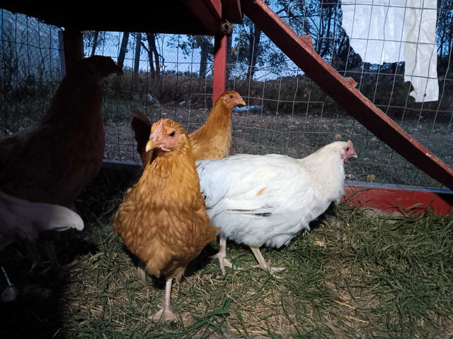 BYM pullets hatched June 6 in Livestock in Red Deer - Image 3
