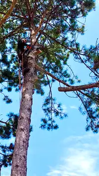 FINESSE TREE SERVICES - FREE ESTIMATES - TREE REMOVAL & TRIMMING