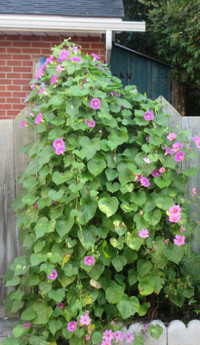 Pink and Purple Morning Glory Plants