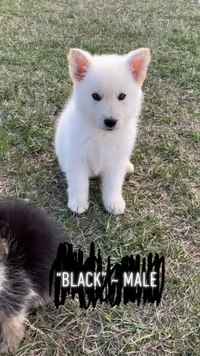 White German Shepherd Puppies