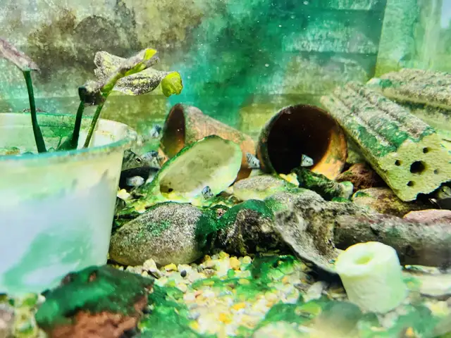 polar blue mini parrot fish (1/2)inch in Fish for Rehoming in Richmond - Image 3