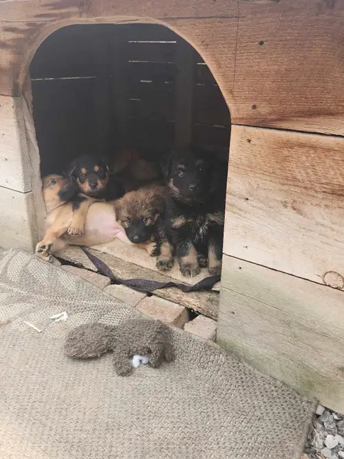 Pups are 300. They are ready to go. Please contact for more info. 1 male 1 female left Mom Sheppard...