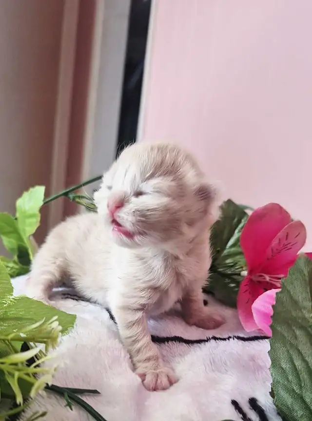 Maine Coon &amp; persian