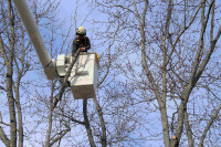 Spring Tree Removal, Pruning, Cabling
