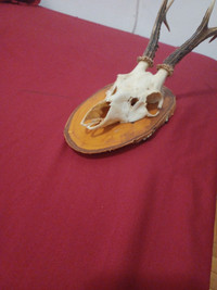 Deer skull with antlers wall mount