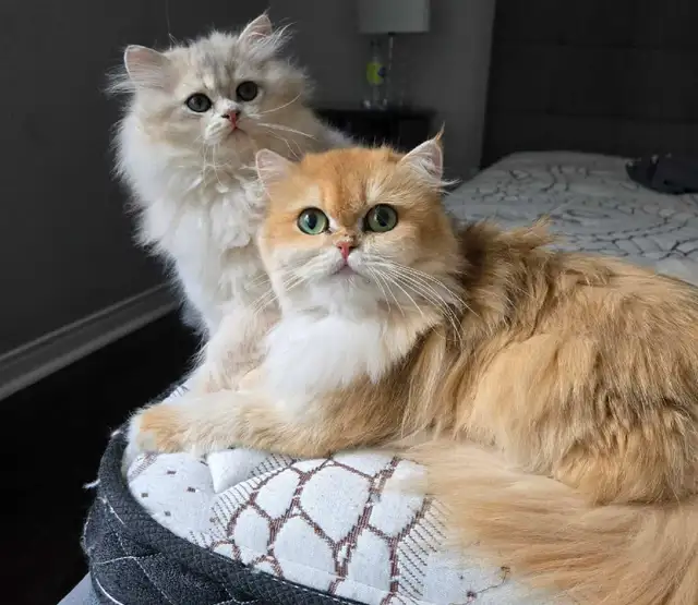British long hair blue golden kittens in Cats & Kittens for Rehoming in City of Montréal - Image 7