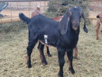 Nubian goat