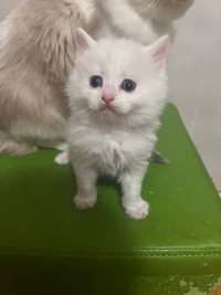 Purebred White Ragdolls Kittens For Sale