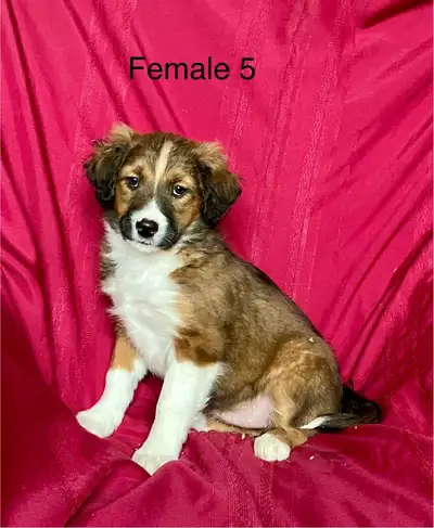 Aussiedoodle puppies, View more