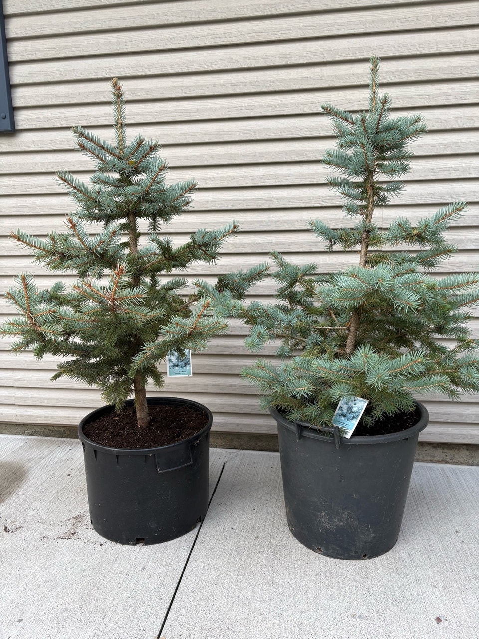 Colorado Blue Spruce Trees | Plants, Fertilizer & Soil | Kitchener ...