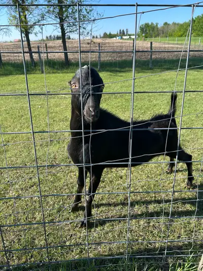 Coming 2year old purebred proven Lamancha Buck. Lloydminster, SK Contact Duane 1-780-808-0101