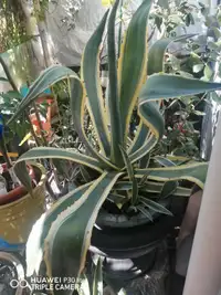 Healthy Century Agave Plant