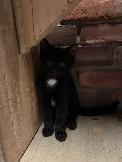 kittens for sale, View more