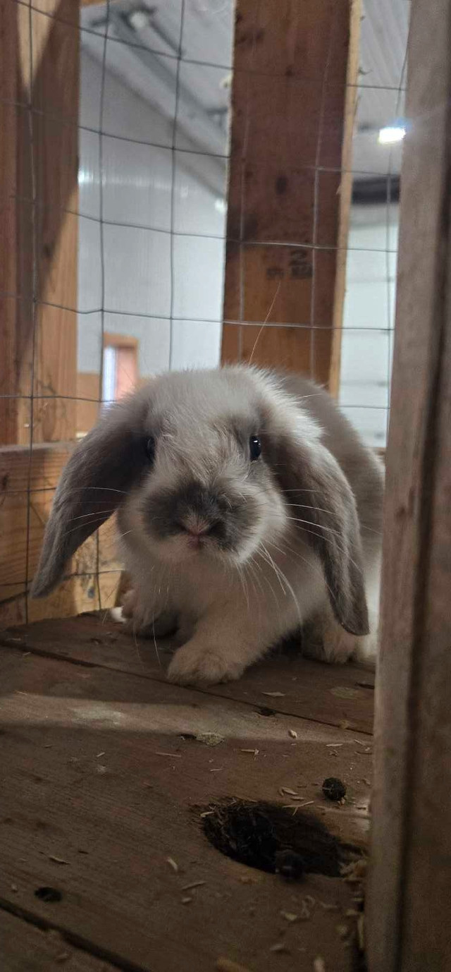 Male Holland Lop Bunny in Small Animals for Rehoming in Kitchener / Waterloo - Image 2