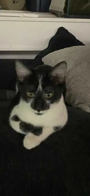 VERNON, BC $30-$190 PRICES NEGOTIABLE in Cats & Kittens for Rehoming in Vernon - Image 9