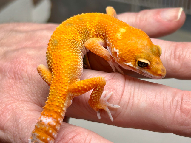 Various Geckos in Reptiles & Amphibians for Rehoming in City of Halifax - Image 2