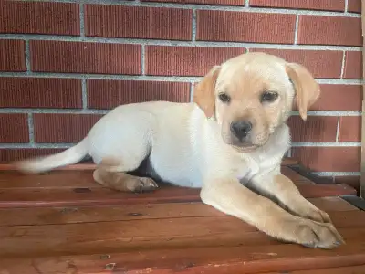Puppies looking for forever homes, View more
