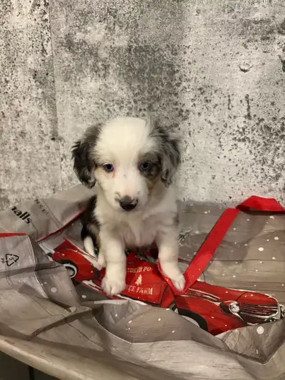 Toy/mini berger australien à vendre Née en décembre 2024 Vient avec leur carnet de santé Pour plus d...