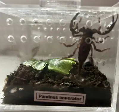 Pandinus imperator (Emperor scorpion), View more