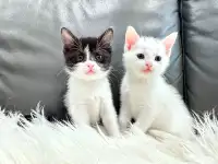 Cute British Shorthair Mixed Kittens ready this weekend