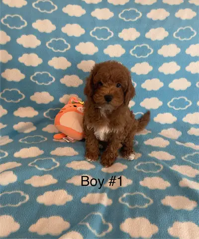 We have 1 handsome red F1B Cavapoo Boy ready for his new home. He is sweet and loving. He is working...