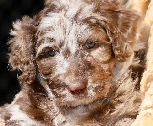 DOODLES TRÈS RARES BORDOODLES F1, CHOIX DE 6 COULEURS ,CHIOTS, in Dogs & Puppies for Rehoming in Laurentides - Image 3