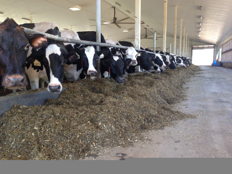 Dairy Farm Worker General Labour Thunder Bay Kijiji