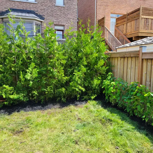Cedar Trees - BOOK NOW & SAVE! in Plants, Fertilizer & Soil in City of Toronto - Image 6