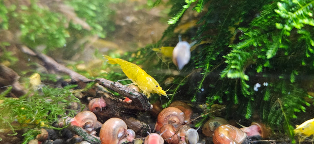 Yellow Golden back shrimps in Fish for Rehoming in Peterborough