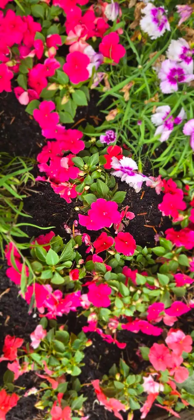 Garden Weeding & Yard Maintenance520319585318359042