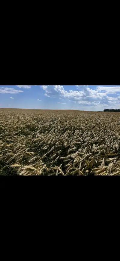 common triticale seed, View more