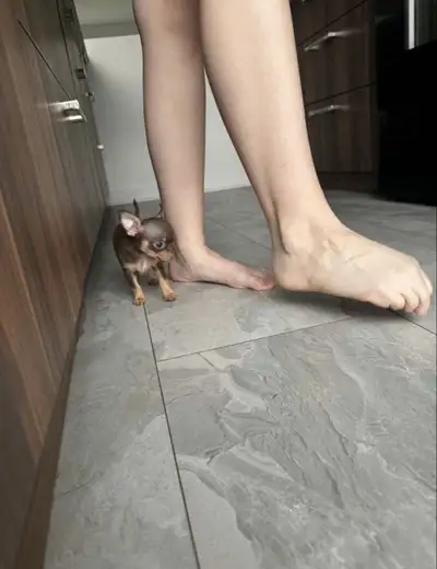 High quality tiny Chihuahua puppies!, View more