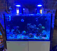 Red Sea 75 gallon reef aquarium tank with Radion lights