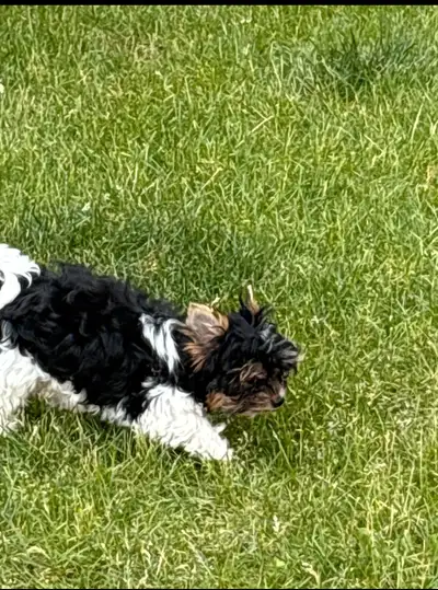 Purebred Biewer Yorkie Puppy, View more