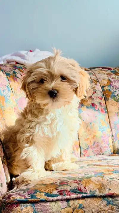 Maltipoo Shih Tzu , View more