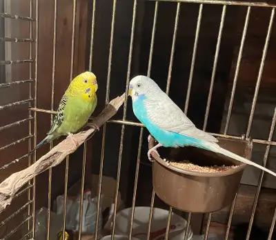 Pair of Budgies, View more