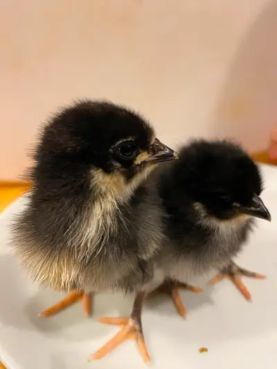 Pure Jersey Giants (Black). Hatched July 24. Ready for Pick up in Riverview. Possibility to meet fro...