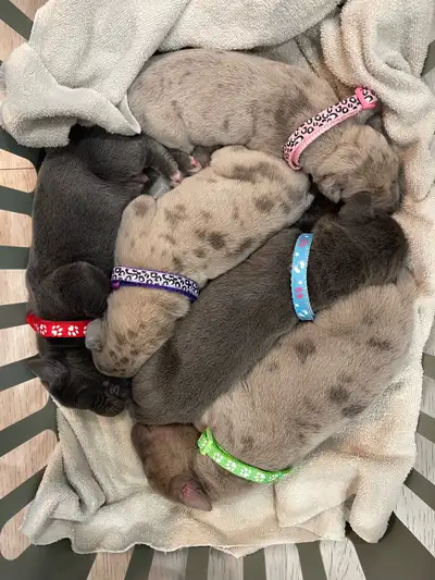 Great Dane Puppy, View more