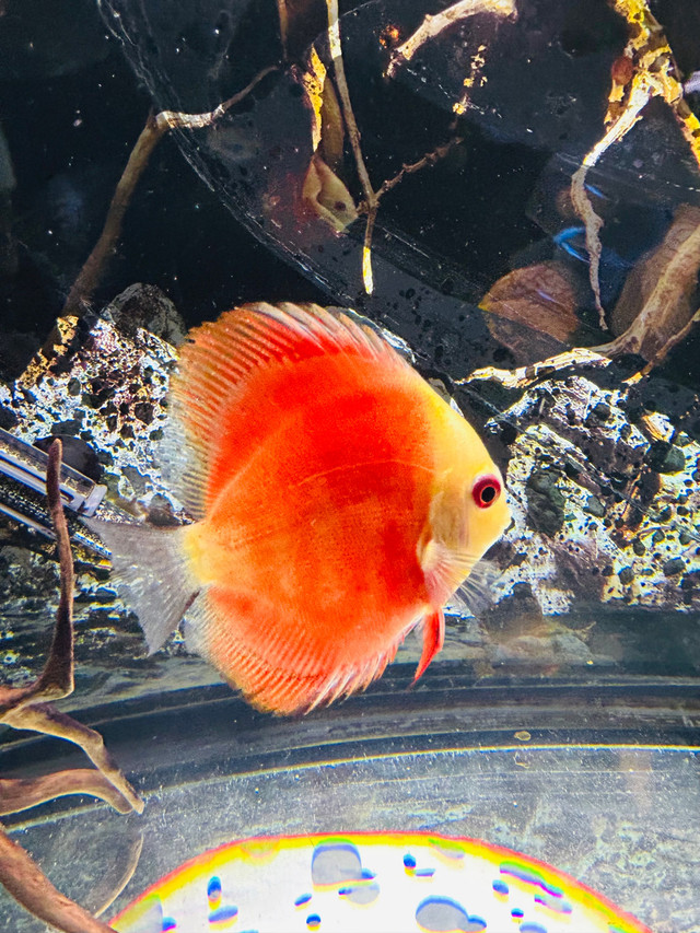 F/S 1 Discus RedMelon  in Fish for Rehoming in La Ronge - Image 2