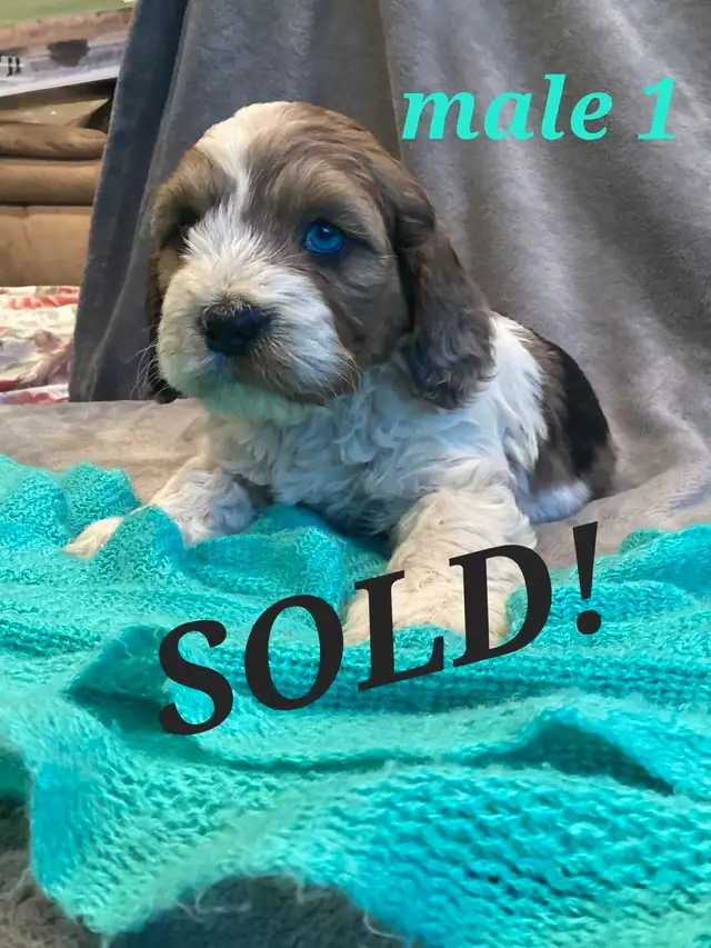Cockapoo puppies for sale! in Dogs & Puppies for Rehoming in Burns Lake - Image 5
