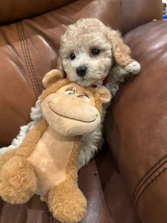 Gorgeous female Bichonpoo puppy in Dogs & Puppies for Rehoming in City of Toronto - Image 3